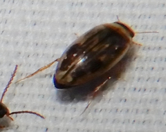 Hydroporinae