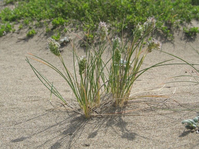 Poa douglasii