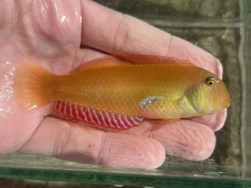 Cleaver wrasse (Xyrichtys novacula) — Labridae