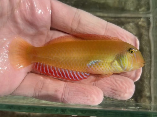Cleaver wrasse (Xyrichtys novacula) — Labridae