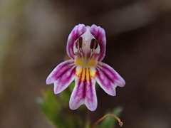 Euphrasia micrantha
