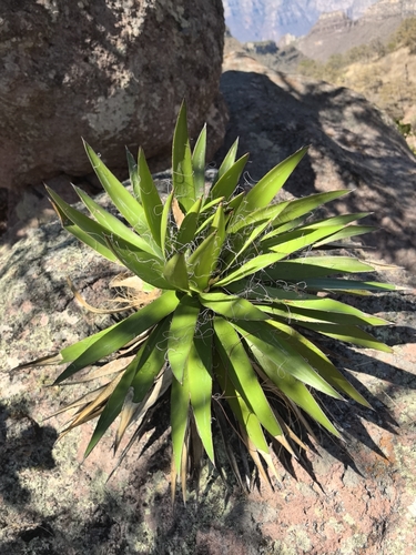 Agave schidigera
