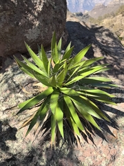Agave schidigera