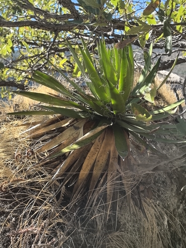 Image of Thread-Leaf Agave (Agave schidigera) by no rights reserved