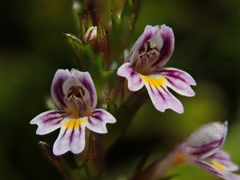 Euphrasia micrantha