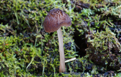 Pluteus granularis