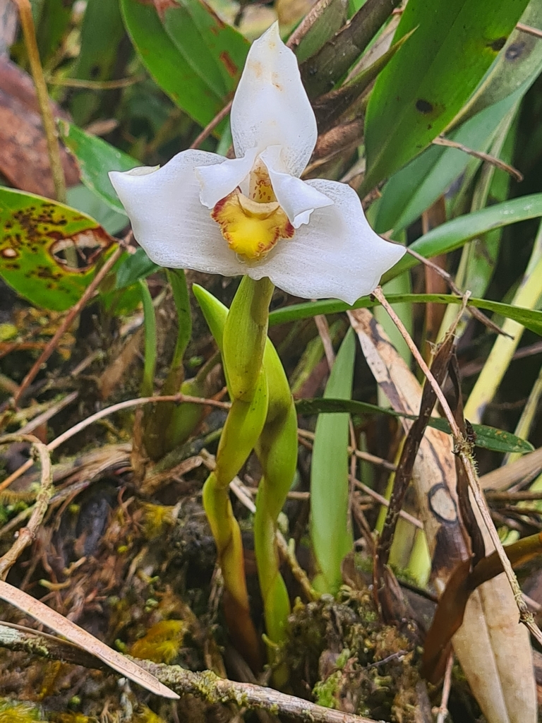 Maxillaria huebschii