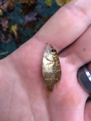 Ambloplites constellatus