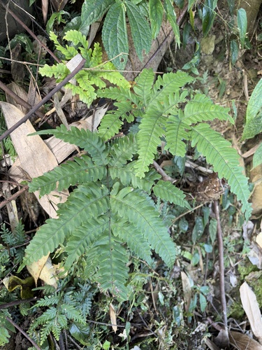 Pteris arisanensis, photograph 1