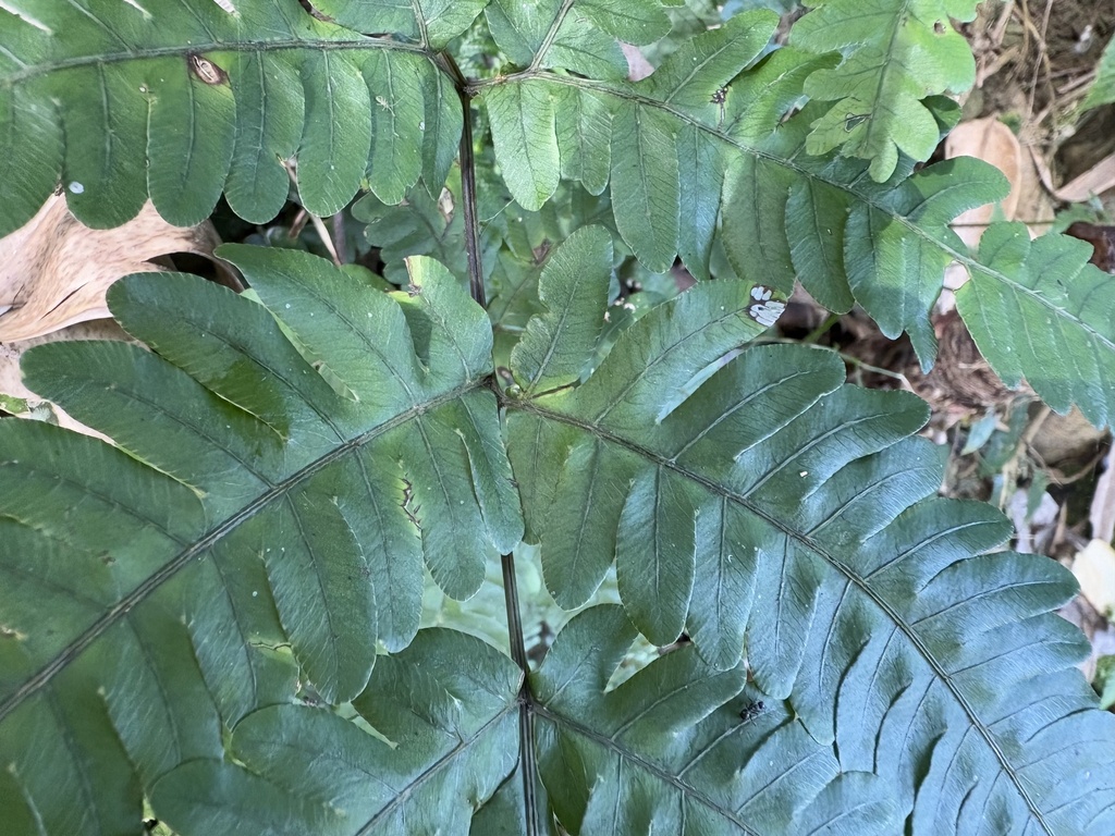 Pteris arisanensis; photograph (c) 黃美滿, some rights reserved (CC BY)