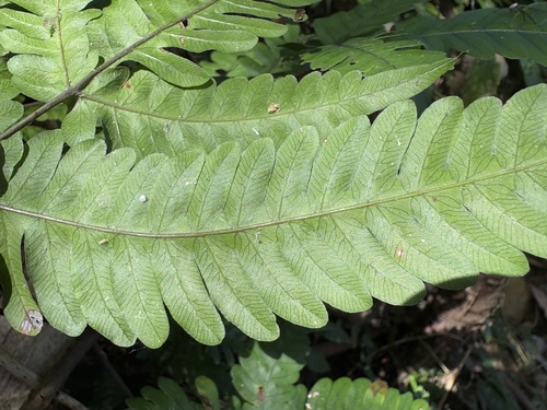 Pteris arisanensis, photograph 2