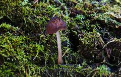 Pluteus granularis