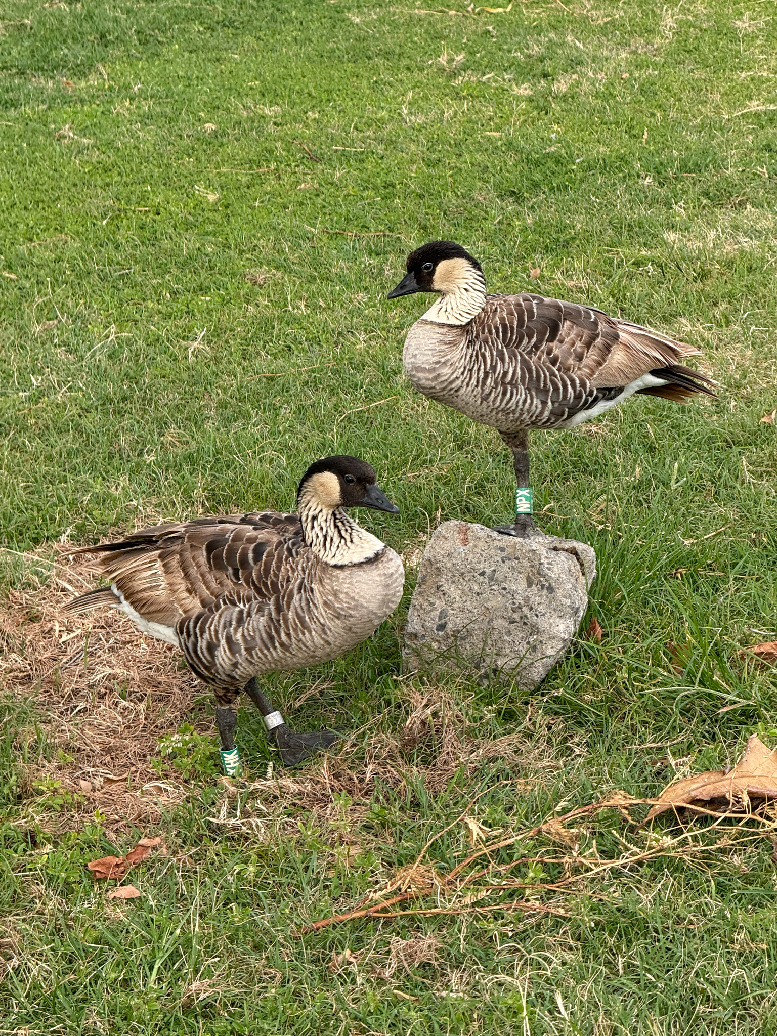 Hawaiian Goose (Branta sandvicensis)