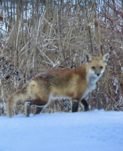 Red Fox photographed in New York