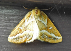 Caripeta angustiorata