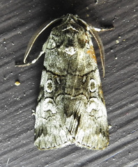 Sympistis chionanthi