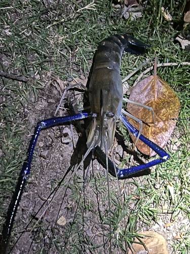 Giant river prawn