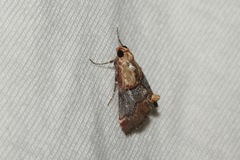 Cacozelia basiochrealis