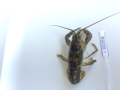 Faxonius neglectus neglectus