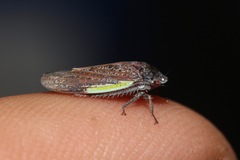 Hamana gelbata