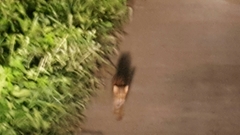 Prionailurus bengalensis