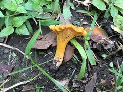 Cantharellus