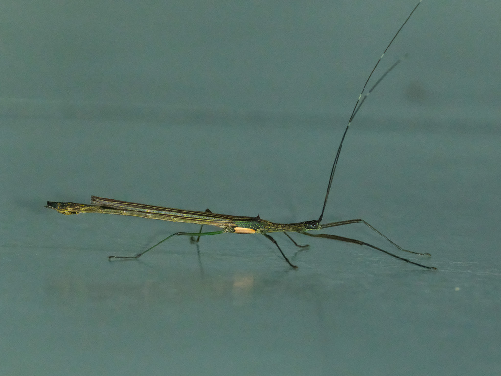 Prexaspes viridipes