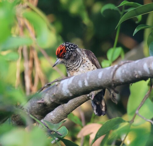 White-bellied Piculet (Picumnus spilogaster), photo 10