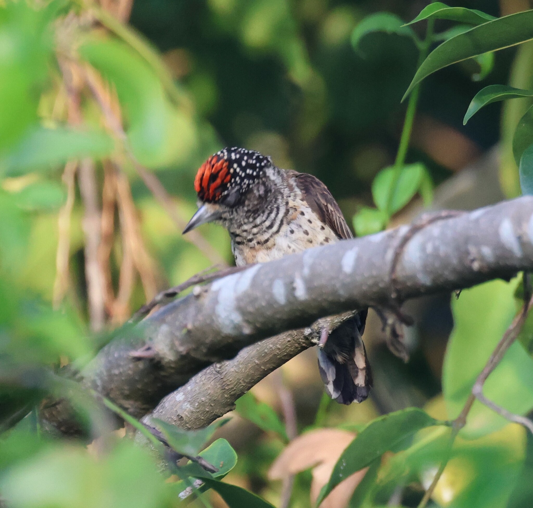 White-bellied Piculet (Picumnus spilogaster), photo 3