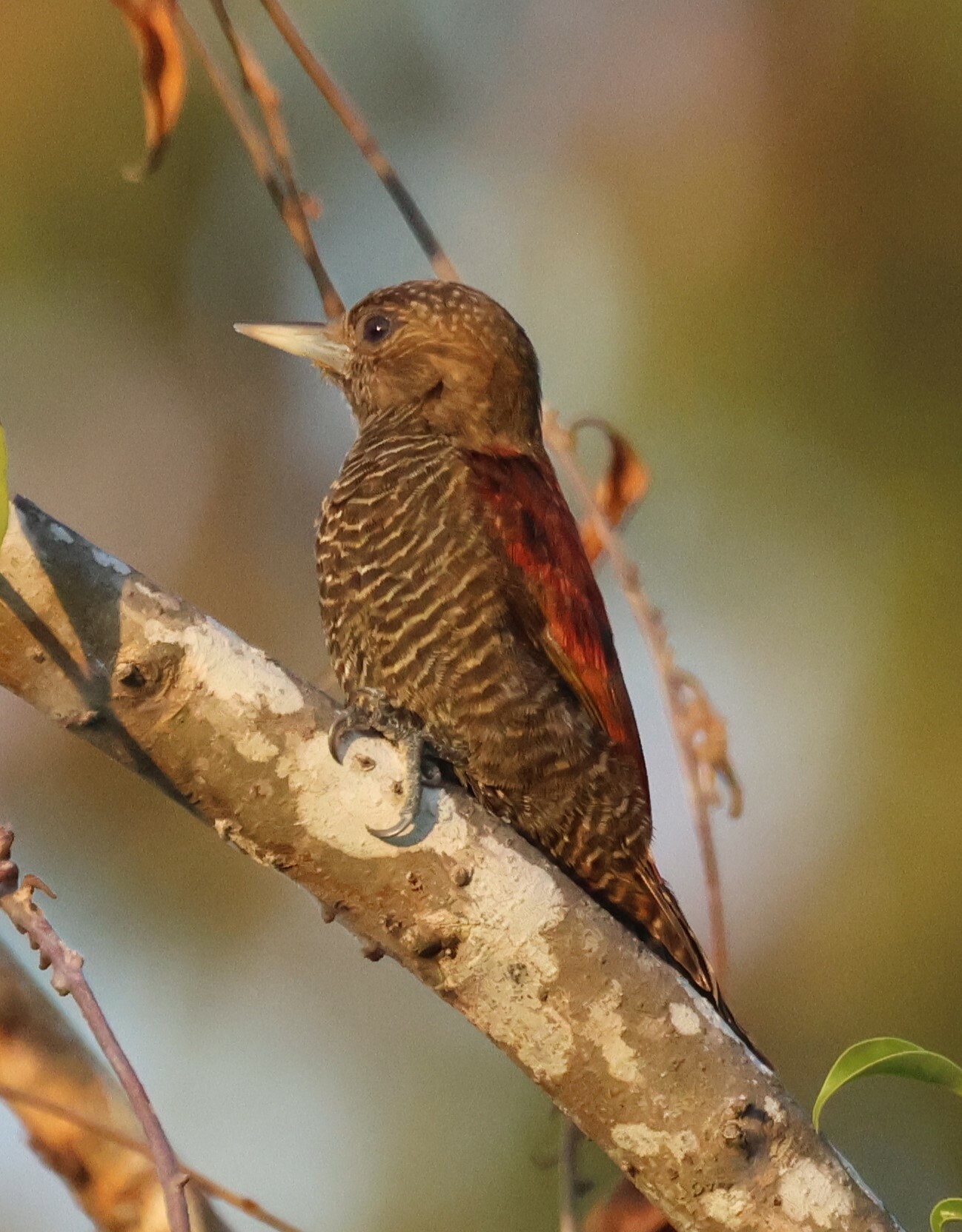 Blood-colored Woodpecker (Veniliornis sanguineus), photo 4