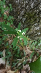Euphorbia pubentissima