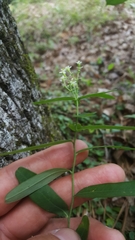 Euphorbia pubentissima