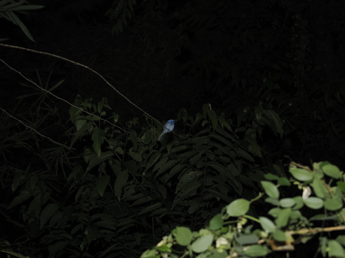 Pale-blue Monarch (Hypothymis puella), photo 6