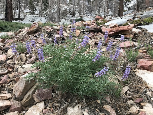 San Jacinto lupine (Lupinus hyacinthinus)