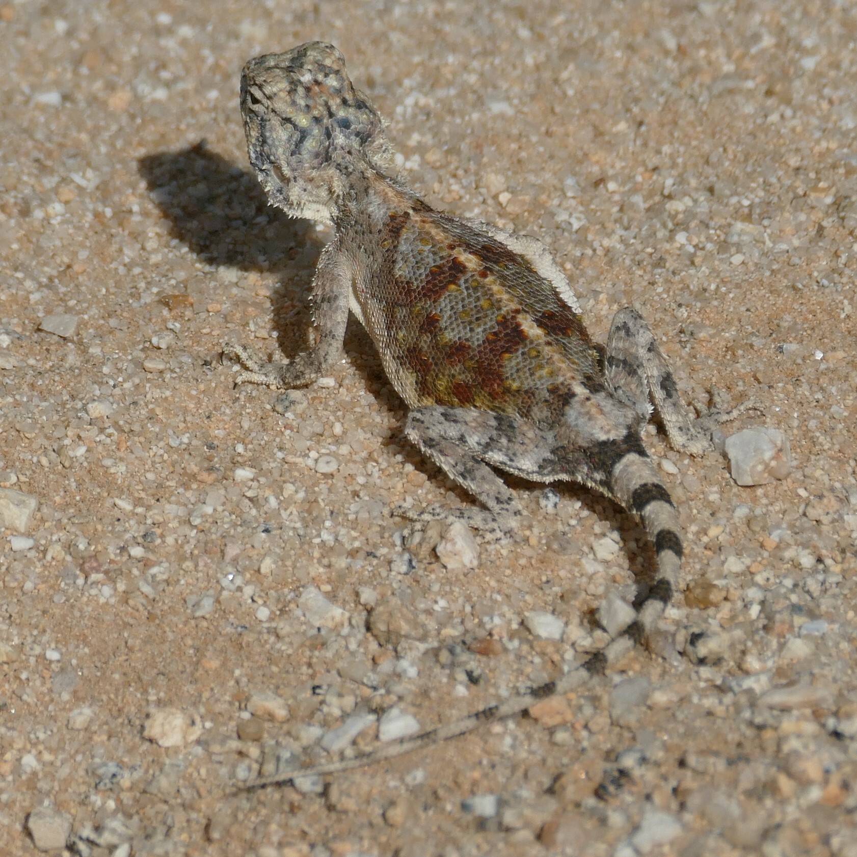 Agama anchietae Bocage, 1896