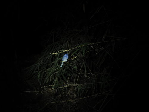 Pale-blue Monarch (Hypothymis puella), photo 2