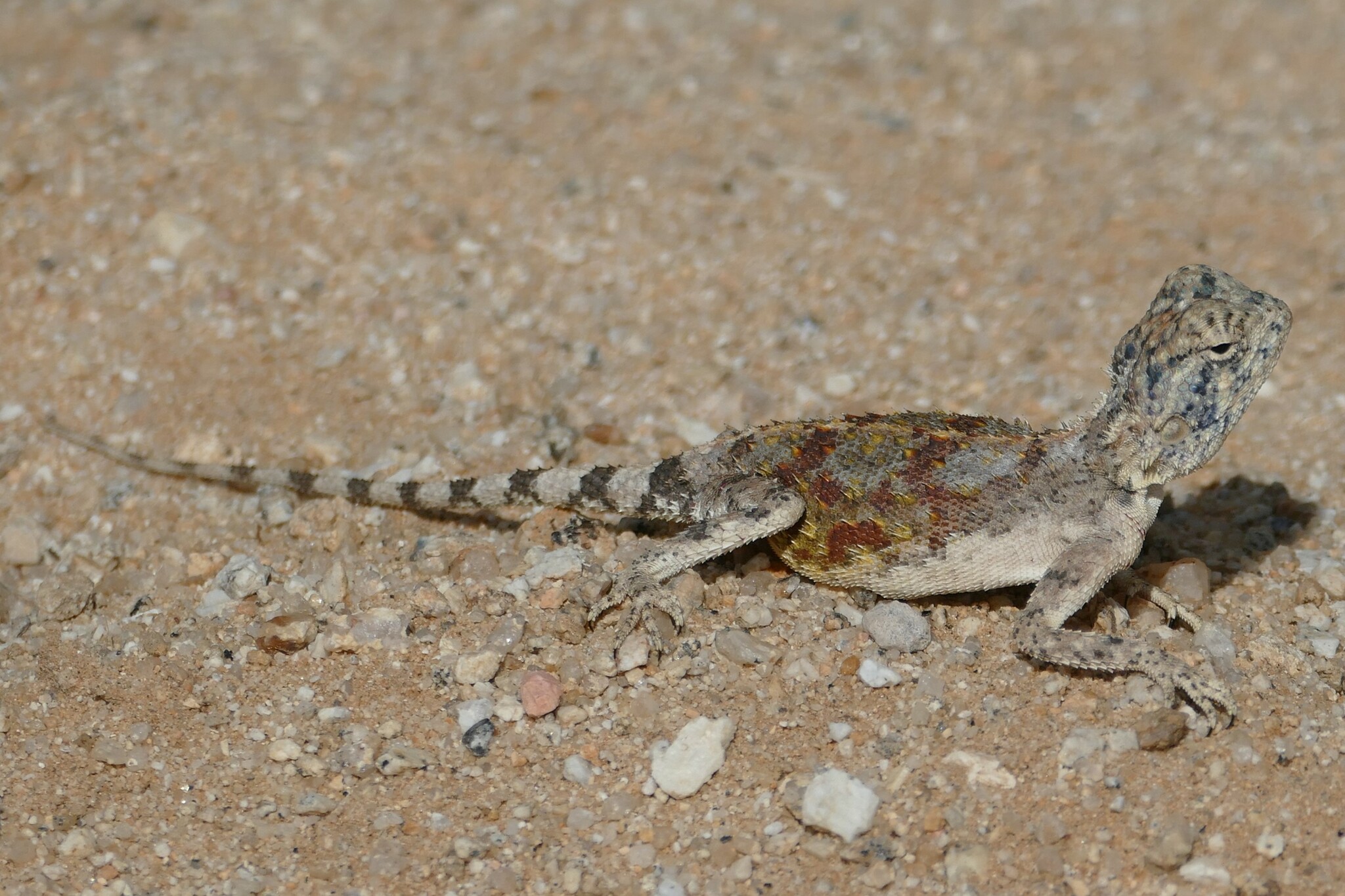 Agama anchietae Bocage, 1896