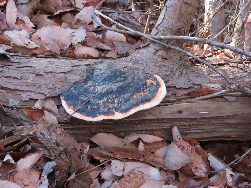Fomitopsis pinicola · February 2025 · photo: © belvedere04 (iNaturalist, cc-by-nc)
