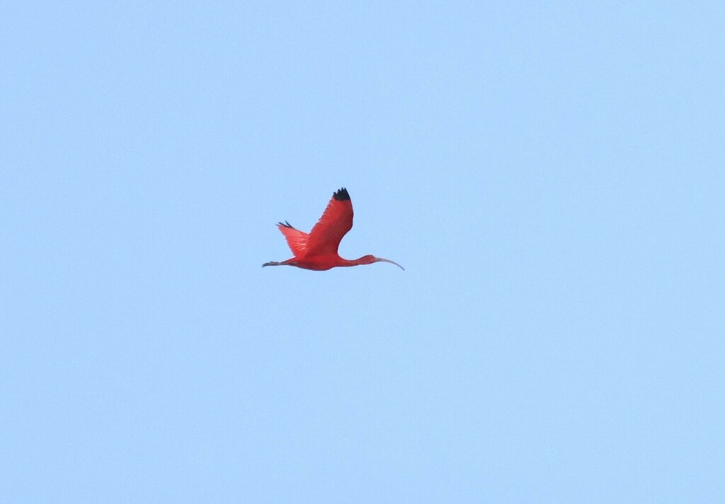 Scarlet ibis in flight against a pale blue sky, photographed in Georgetown, Guyana