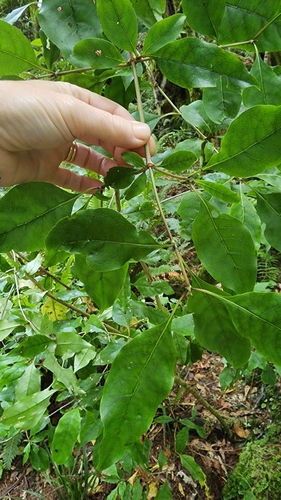 Image of Coprosma tenuifolia by (c) Clarissa Louise, some rights reserved (CC BY)