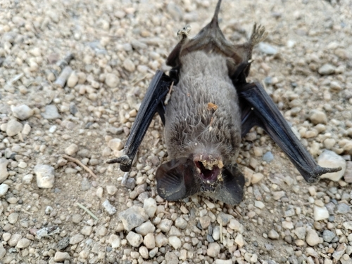 Mexican Free-tailed Bat photographed in Nevada