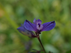 Polygala serpyllifolia