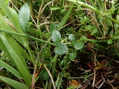 Polygala serpyllifolia