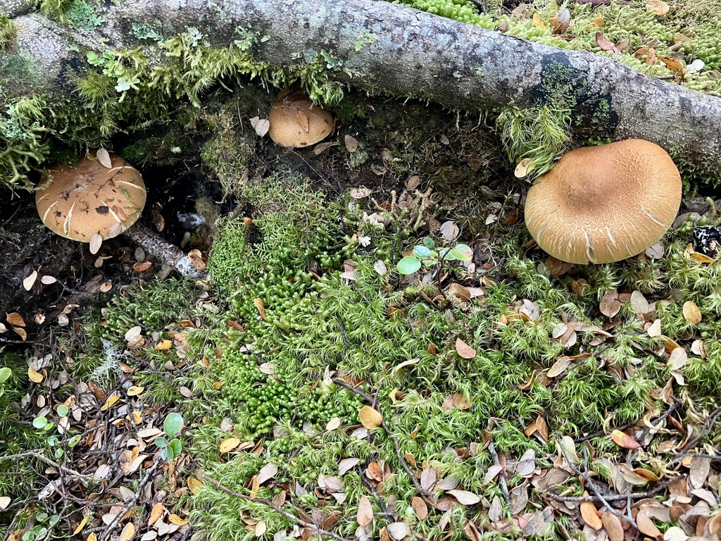 Thaxterogaster castoreus