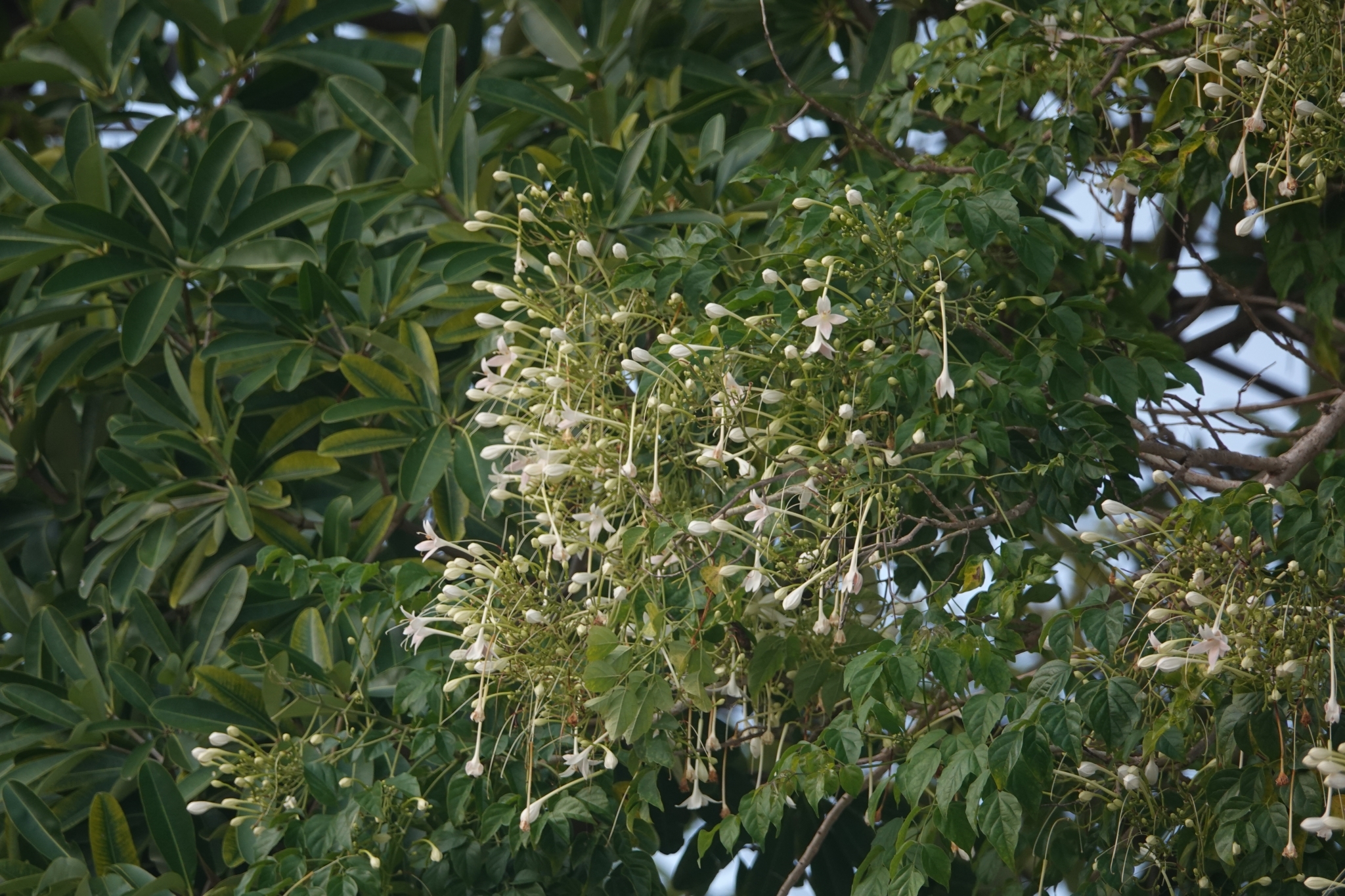 Imagem de Corticeira