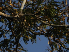 Pterodon emarginatus