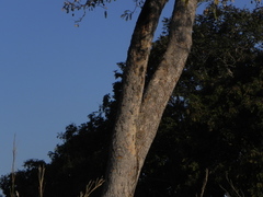 Pterodon emarginatus