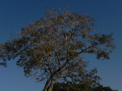 Pterodon emarginatus