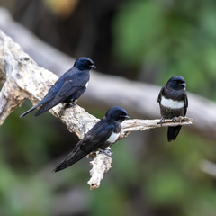 White-Banded Swallow photo 4