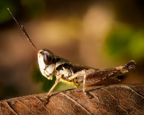 Rhammatocerus salinus (Rhammatocerus salinus)